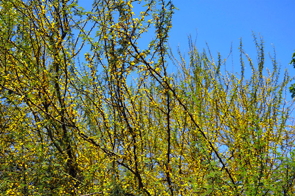 Espinilho - Acacia caven