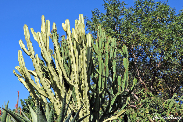 Espurge fantasma - Euphorbia ammak