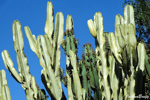 Espurge fantasma - Euphorbia ammak - Flores e Folhagens