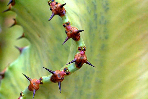 Espurge fantasma - Euphorbia ammak