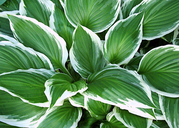 Hosta - Hosta ssp