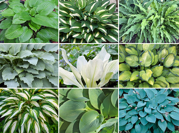 Hosta - Hosta ssp