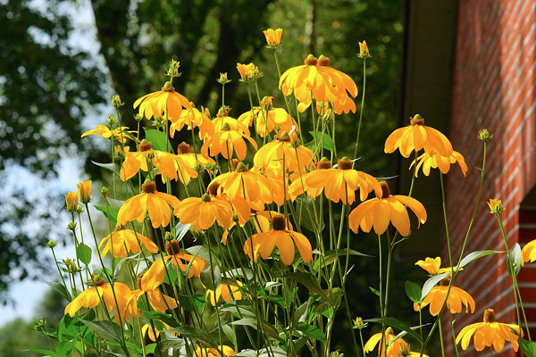 Margarida amarela - Rudbeckia hirta