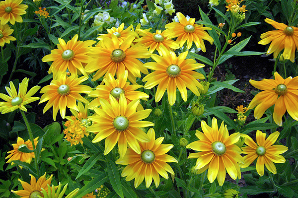 Margarida amarela - Rudbeckia hirta - Flores e Folhagens