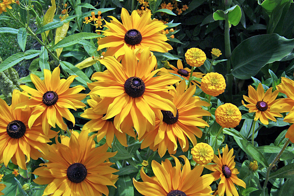 Margarida amarela - Rudbeckia hirta