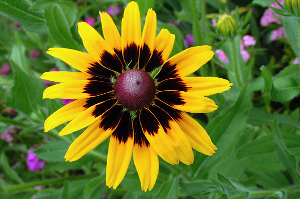 Margarida amarela - Rudbeckia hirta