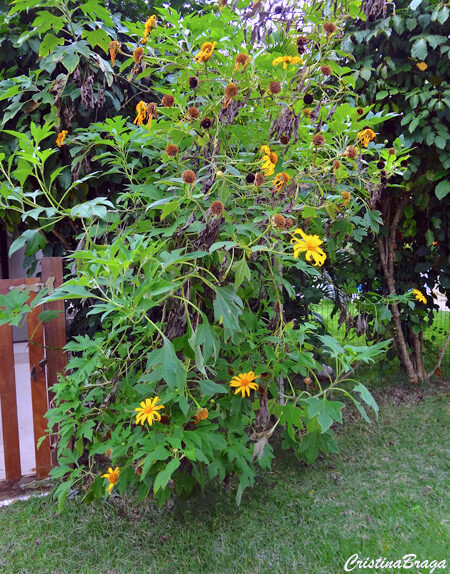 Margaridão - Tithonia diversifolia