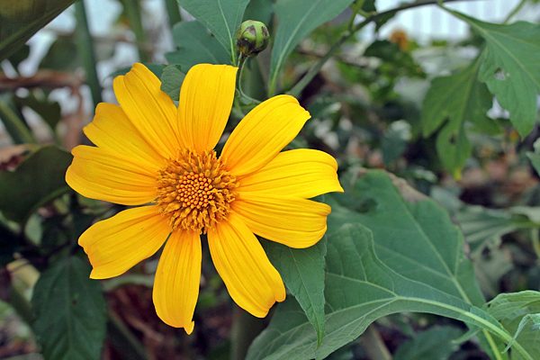 Margaridão - Tithonia diversifolia