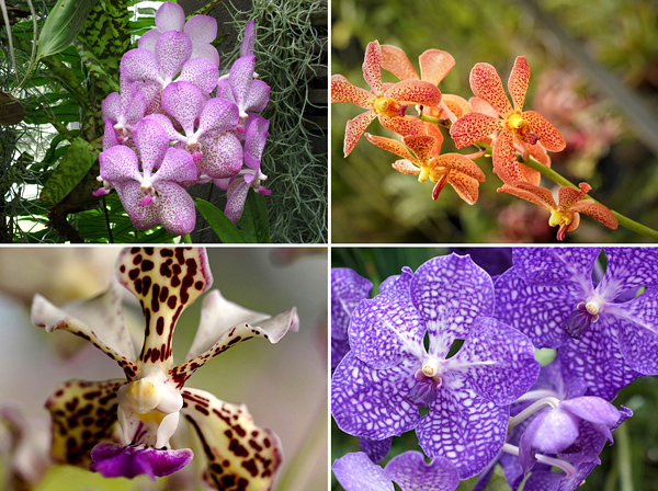 Orquidea Vanda