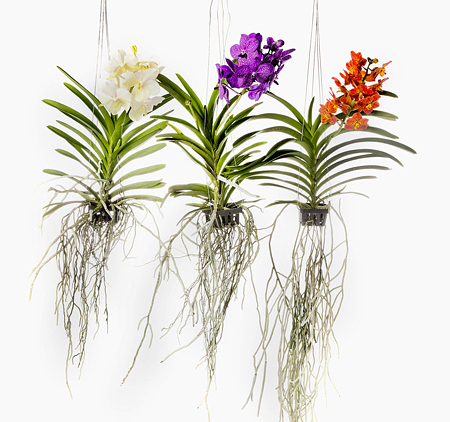 Orquidea Vanda