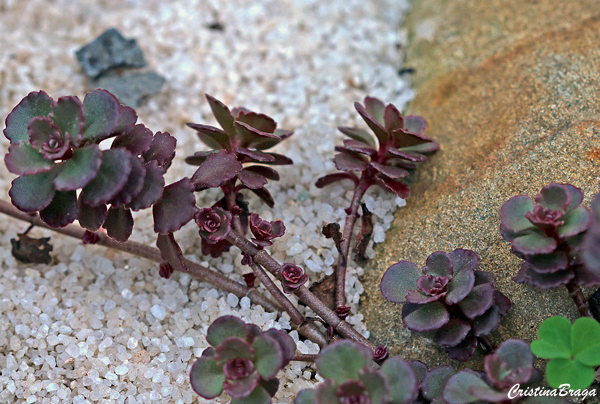 Phedimus spurius Voodoo