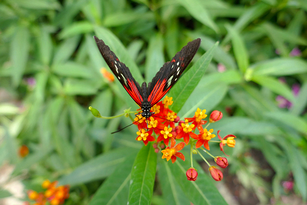 Serralha Tropical - Asclepias curassavica