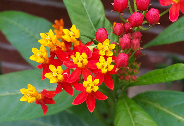 Serralha Tropical - Asclepias curassavica