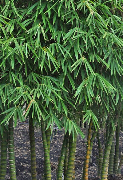 Bambu Barriga de Buda - Bambusa ventricosa