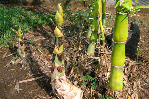 Bambu Barriga de Buda - Bambusa ventricosa