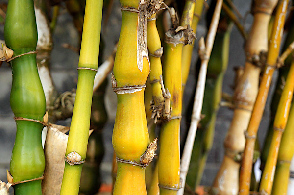 Bambu Barriga de Buda - Bambusa ventricosa