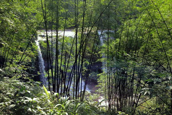 Bambu Preto - Phyllostachys nigra