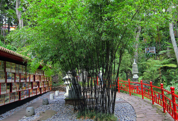 Bambu Preto - Phyllostachys nigra