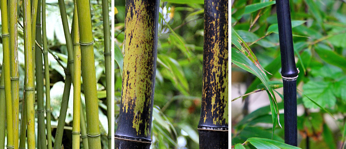 Bambu Preto - Phyllostachys nigra