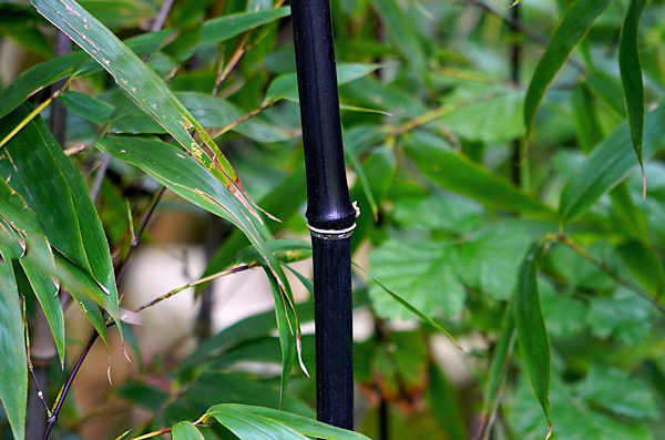 Bambu Preto - Phyllostachys nigra