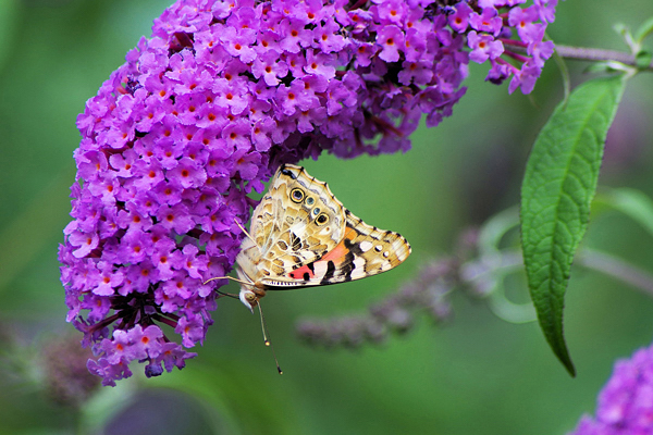 Budléia - Buddleia davidii