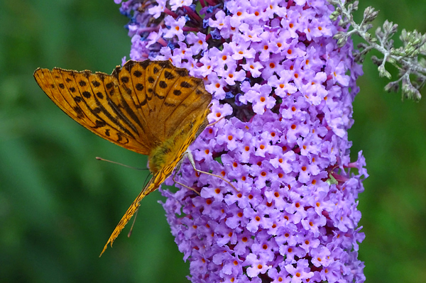 Budléia - Buddleia davidii