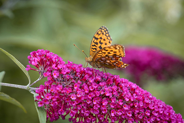 Budléia - Buddleia davidii