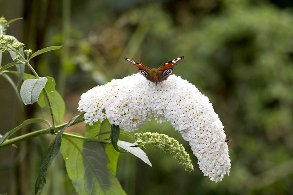 Budléia - Buddleia davidii