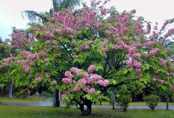 Cássia javanesa - Cassia javanica