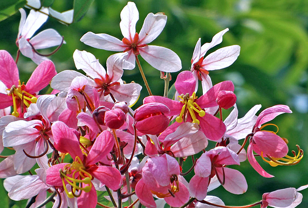 Cássia javanesa - Cassia javanica