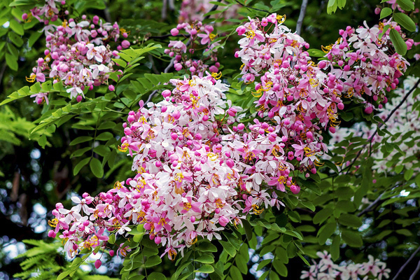 Cassia javanesa - Cassia javanica