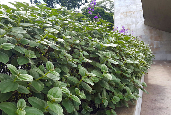 Orelha de onça - Tibouchina heteromalla