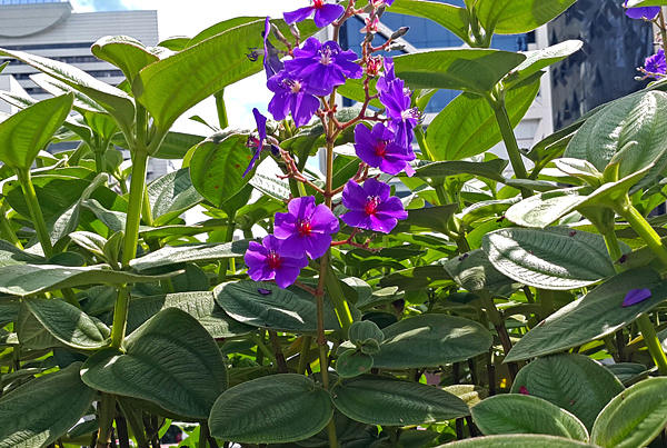 Orelha de onça - Tibouchina heteromalla