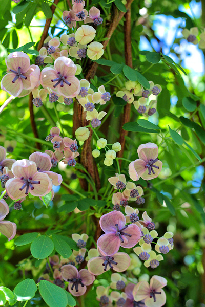 Trepadeira chocolate - Akebia quinata 