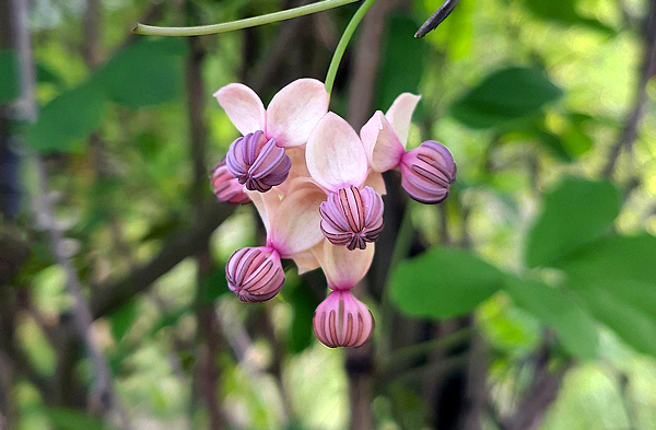 Trepadeira chocolate - Akebia quinata 