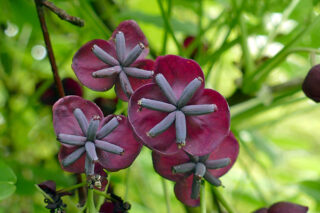 Trepadeira chocolate - Akebia quinata - Flores e Folhagens