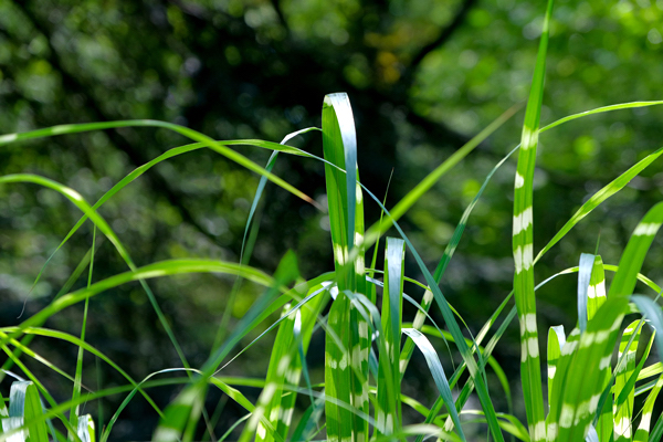 Capim zebra - Miscanthus sinensis Zebrinus