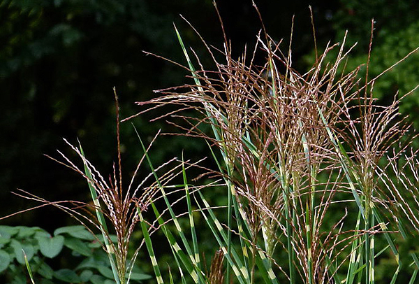 Capim zebra - Miscanthus sinensis Zebrinus