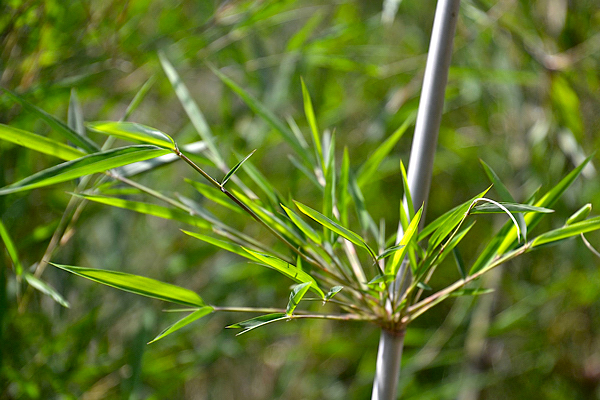 Bambu no Paisagismo