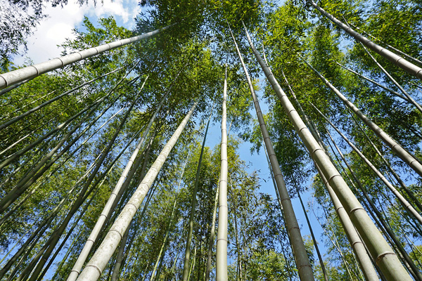 Bambu no Paisagismo