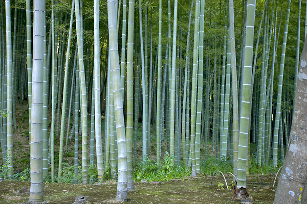 Bambu no Paisagismo