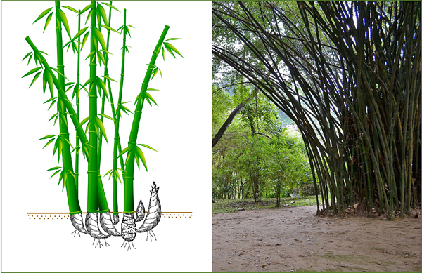 Bambu no Paisagismo
