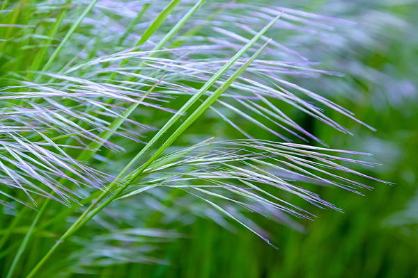 Gramíneas - Família Poaceae