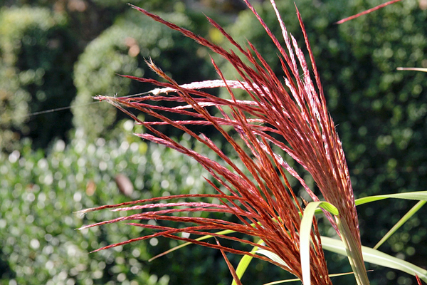 Gramíneas - Família Poaceae