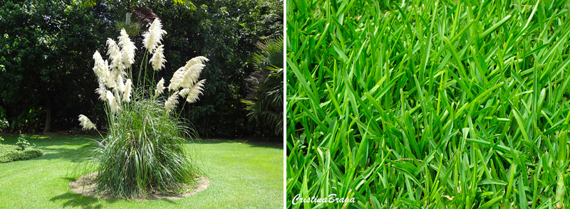 Gramíneas - Família Poaceae