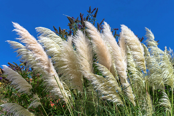 Gramíneas - Família Poaceae