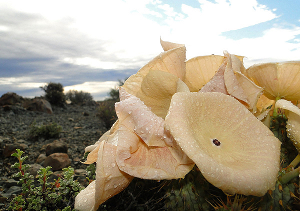 Gênero Hoodia