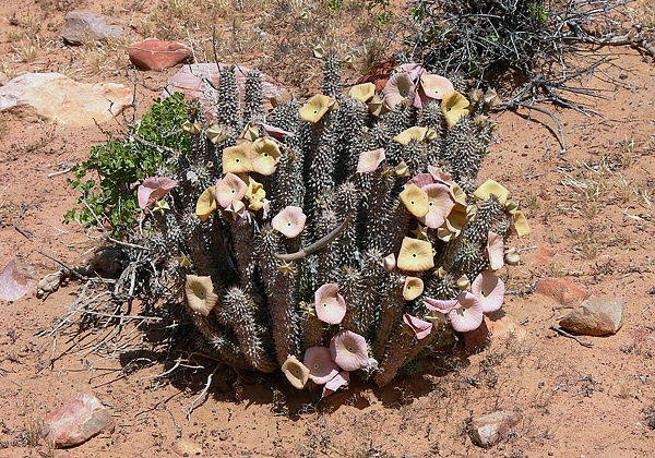 Gênero Hoodia