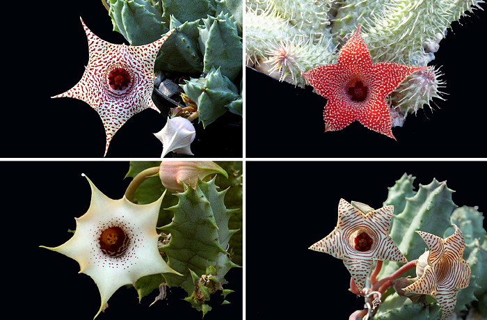 Gênero Huernia