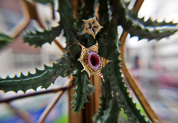 Gênero Huernia